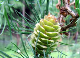 larix-kaempferi-diana-03-600x900-1 — kopiya